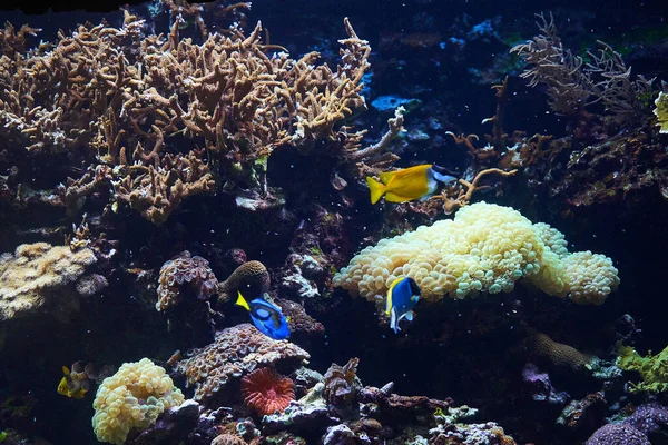 Захоплюючий Вид Красивий Підводний Світ Тропічною Рибою — стокове фото