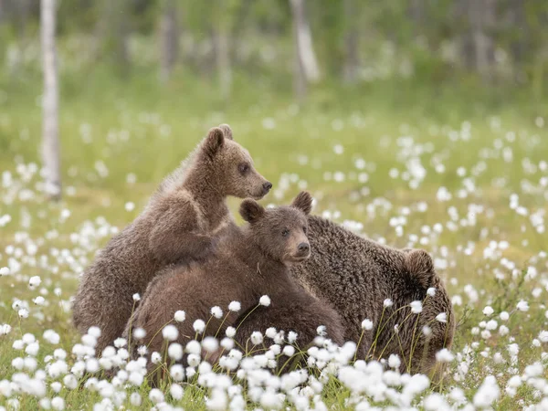 Två Björnungar Som Ligger Sin Mor Mitt Bomullsgräset Finsk Mosse — Stockfoto