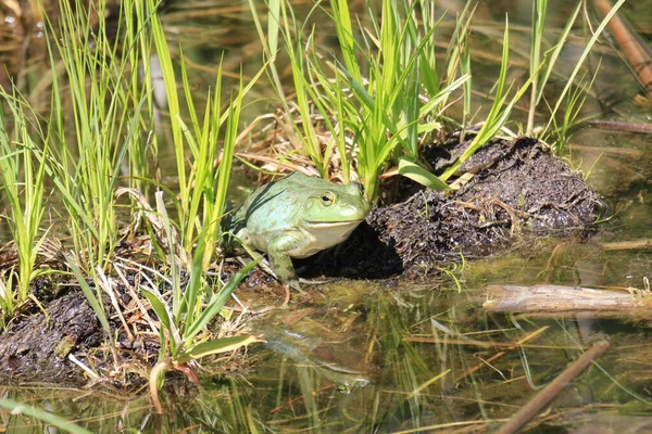 Fat North American Frog Standing Log Lake Tall Green Grass — Stock Photo, Image