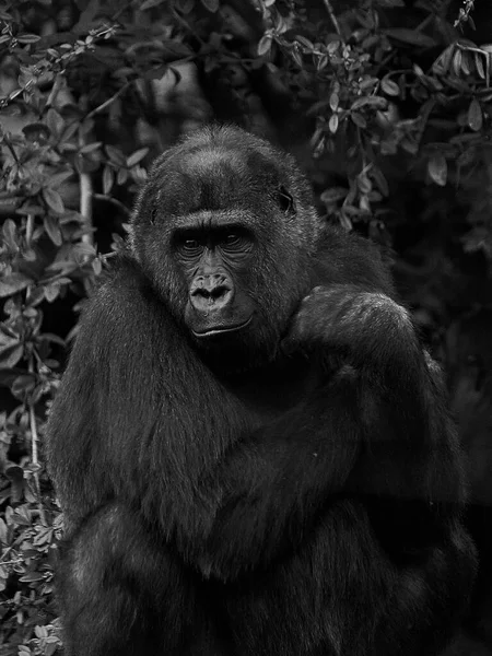 Ein Graustufenschuss Von Gorilla Zoo — Stockfoto