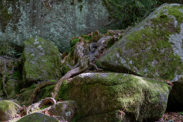 苔で覆われた岩とドイツの黒い森のTriberg滝の近くの根 — ストック写真