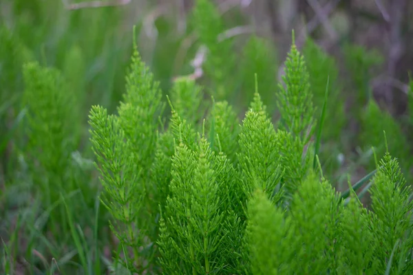 Selektiv Fokusering Skott Gröna Fält Åkerfräken Blad Dagsljus — Stockfoto