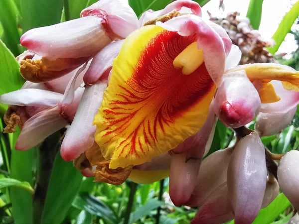 Primer Plano Flores Jengibre Shell Creciendo Parque — Foto de Stock