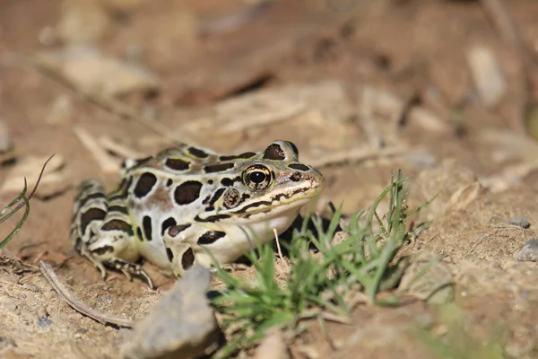 乾燥した地面にぽっちゃりとしたヒョウのカエルが立っていて 近くの草のパッチが付いています — ストック写真