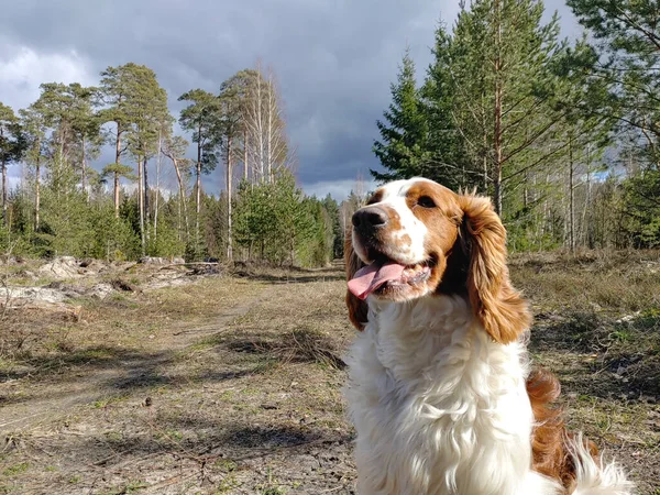 Uroczy Spaniel Myśliwski Świeżym Powietrzu — Zdjęcie stockowe