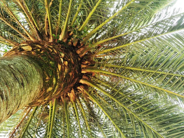 Een Lage Hoek Opname Van Een Palm Boom Een Park — Stockfoto