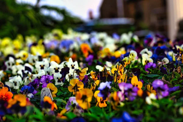Een Prachtig Shot Van Kleurrijke Bloemen — Stockfoto