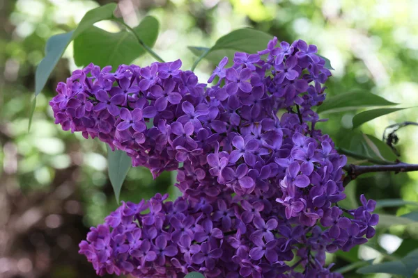 Closeup Shot Branch Lilac Flowers Blurred Background — Stock Photo, Image