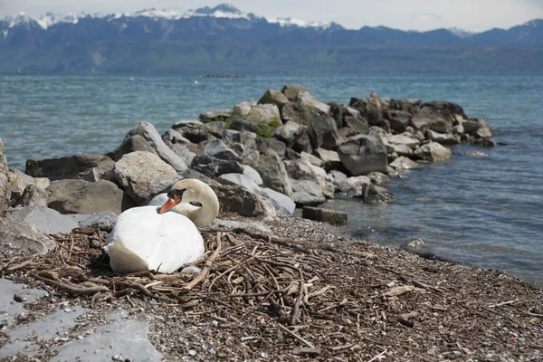 湖のそばに白い白鳥のクローズアップショット — ストック写真
