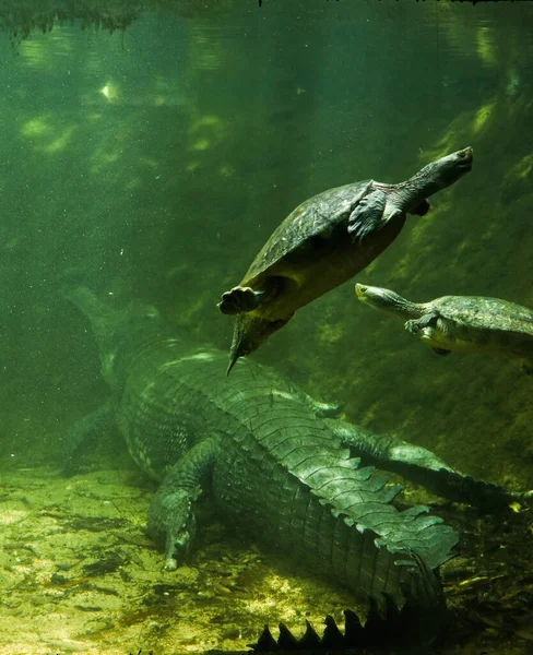 Een Verticaal Shot Van Een Alligator Schildpadden Die Naast Elkaar — Stockfoto