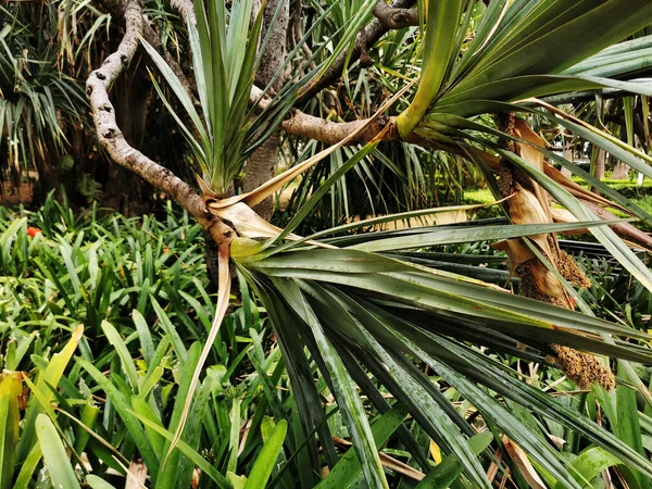 Знімок Листя Пальми Парку Малазі Іспанія — стокове фото