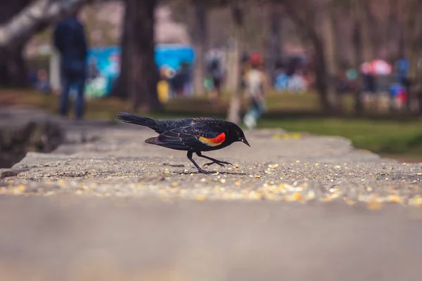 一只红翅黑鸟的特写镜头 — 图库照片