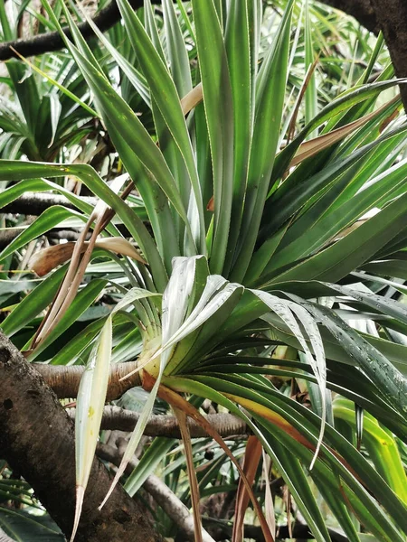 Vertical Shot Leaves Palm Tree Park Malaga Spain — Stock Photo, Image