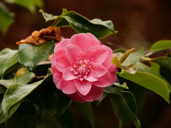 Closeup Shot Beautiful Pink Common Camellia — Stock Photo, Image