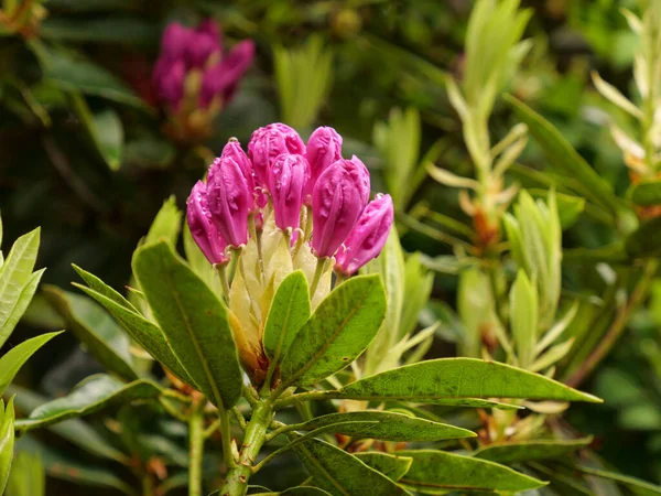 Primer Plano Brotes Cerrados Flores Rododendro Púrpura Sobre Arbusto — Foto de Stock