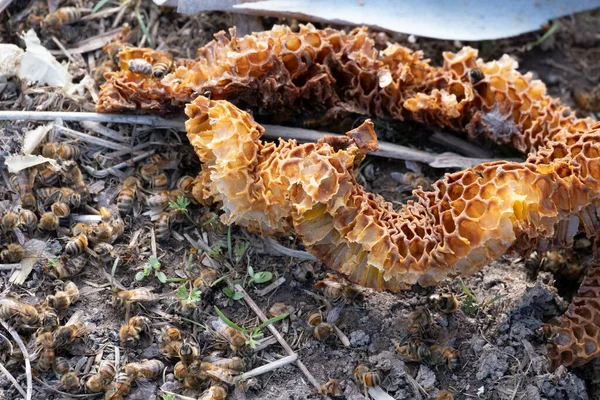 Gros Plan Morceaux Peigne Miel Séché Sur Sol Forestier — Photo