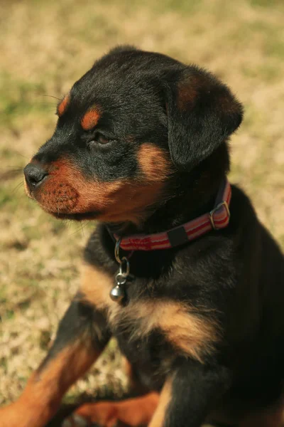 Pequeno Rottweiler Preto Bonito Parque — Fotografia de Stock