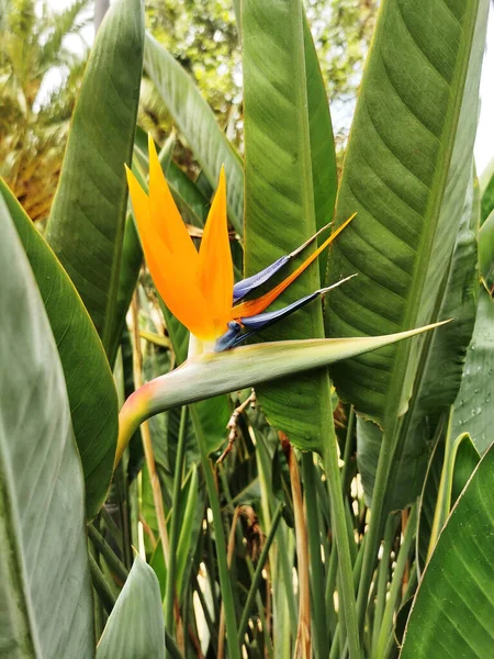 Plano Vertical Una Flor Pájaro Del Paraíso — Foto de Stock