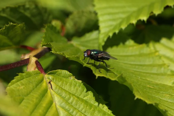 Eine Nahaufnahme Einer Grünen Fliege Die Auf Grünen Blättern Einer — Stockfoto