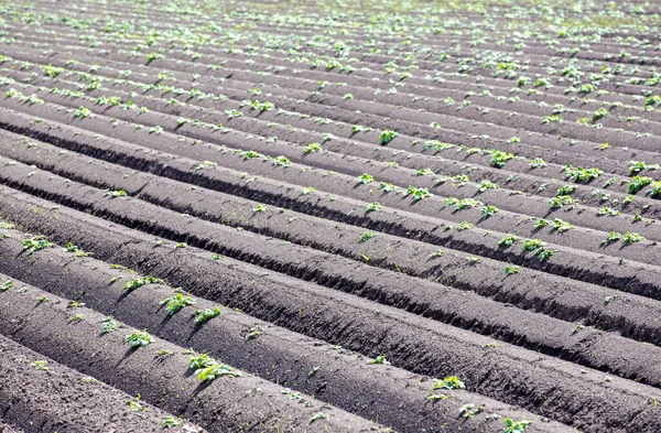 Een Landbouwlandschap Met Lijnen Van Aardappelspruiten Groeien Cultuurgrond — Stockfoto