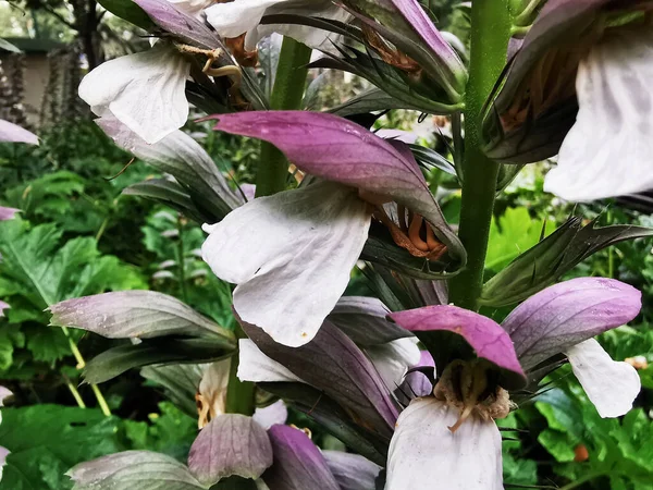 Gros Plan Fleurs Blanches Acanthaceae Poussant Dans Jardin — Photo