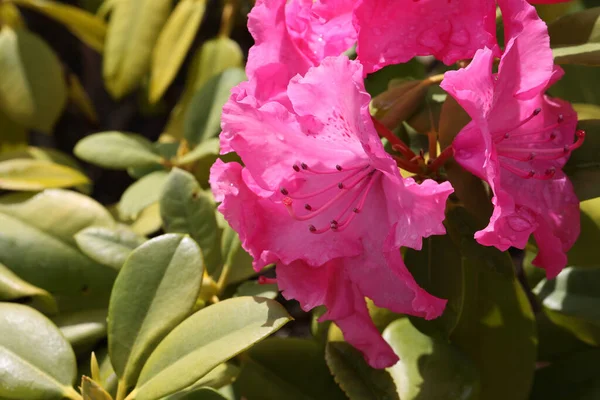 Zbliżenie Ujęcie Różowego Kwiatu Rododendron Zielonymi Liśćmi Rozmytym Tle — Zdjęcie stockowe