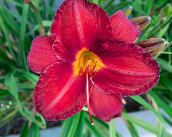 Primer Plano Una Flor Enano Rojo Brillante — Foto de Stock