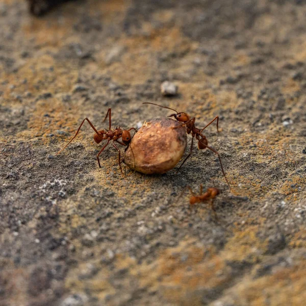 Výběrový Snímek Mravenců Kteří Snaží Přesunout Kruhový Objekt — Stock fotografie