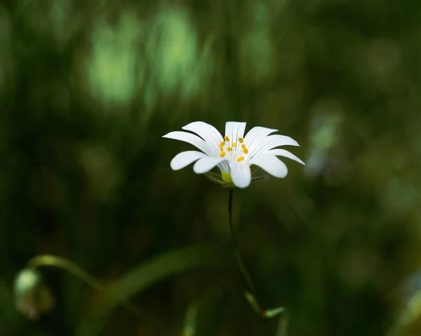 Selektywne Ujęcie Ostrości Małego Białego Kwiatu — Zdjęcie stockowe