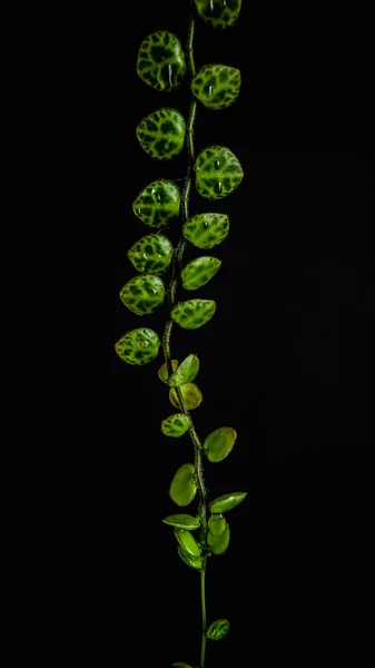 Vertical Shot Branch Fresh Green Leaves Front Black Background — Stock Photo, Image