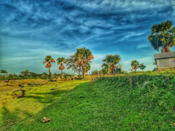 Прекрасный Вид Пальмы Живописным Облачным Небом — стоковое фото