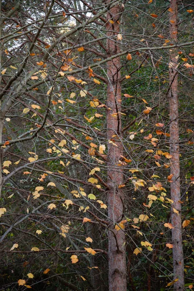 Schöner Herbstbaum Mit Gelben Blättern Wald — Stockfoto