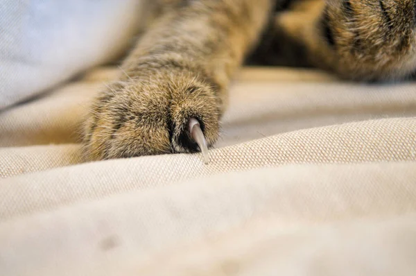 Een Steno Kattenpoot Een Bed — Stockfoto