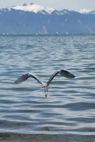 ジュネーヴ湖沿岸の湖畔の英雄 — ストック写真