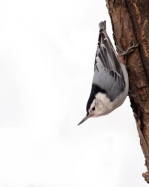 Ένα Κοντινό Πλάνο Ενός Ευρασιατικού Nuthatch Σκαρφαλωμένο Ένα Δέντρο — Φωτογραφία Αρχείου