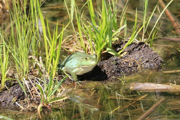 Ein Süßer Kleiner Nordamerikanischer Ochsenfrosch Steht Auf Einem Nassen Baumstamm — Stockfoto