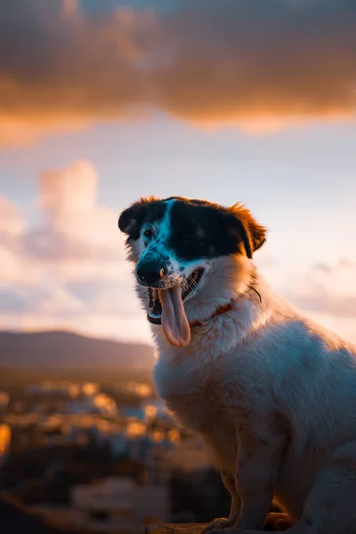 Gün Batımında Bir Çoban Köpeğinin Dikey Görüntüsü — Stok fotoğraf