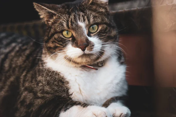 Belo Leopardo Marrom Modelado Gato Deitado Olhando Para Câmera — Fotografia de Stock