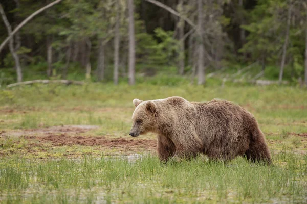 Καφέ Αρκούδα Περπατά Προσεκτικά Στον Πολύ Υγρό Βάλτο — Φωτογραφία Αρχείου