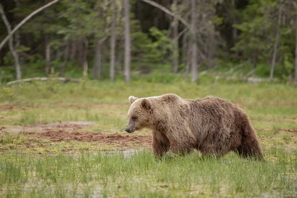 Orso Bruno Che Cammina Con Attenzione Sulla Palude Molto Bagnata — Foto Stock