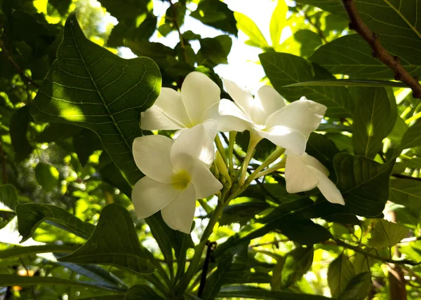 Eine Nahaufnahme Weißer Lilien — Stockfoto