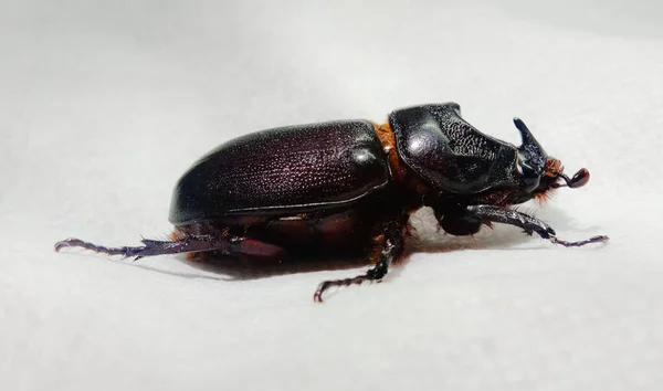 Primer Plano Pequeño Escarabajo Negro Sobre Una Superficie Blanca — Foto de Stock