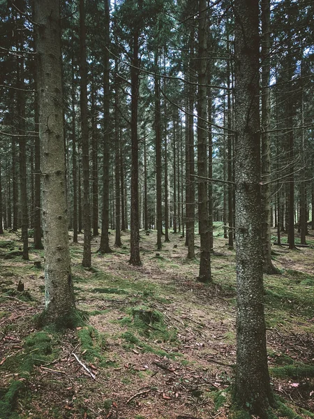 Вертикальний Знімок Ялинки Осінньому Лісі — стокове фото