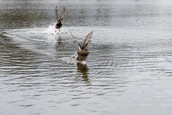 Dvě Divoké Kachny Připravují Útěku Jezera — Stock fotografie