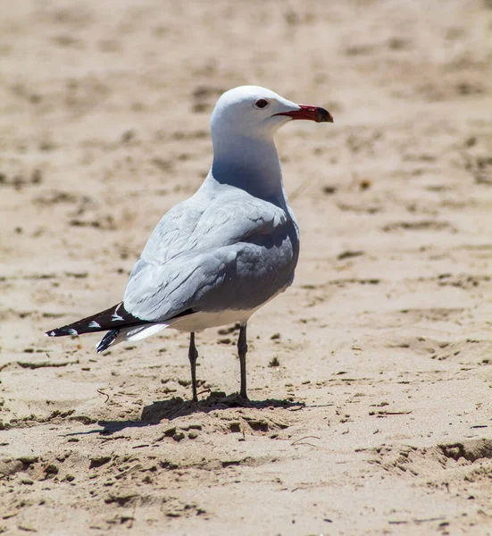 Selektywne Ujęcie Mewy Czerwonym Dziobem Piaszczystej Plaży — Zdjęcie stockowe