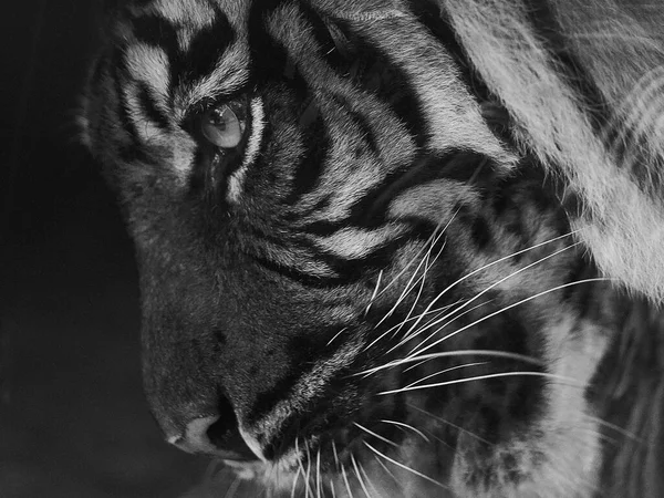 Een Grijswaarden Opname Van Een Tijger Kijkend Zich Heen — Stockfoto