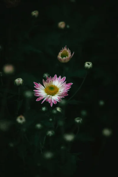 Vertical Selective Focus Shot White Daisy Pink Rim Its Petal — Stock Photo, Image