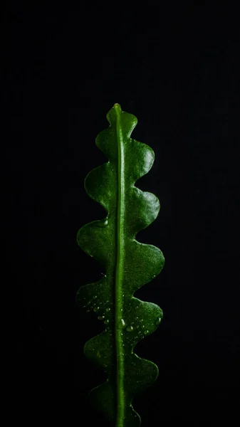 Eine Vertikale Aufnahme Eines Frischen Grünen Blattes Vor Schwarzem Hintergrund — Stockfoto