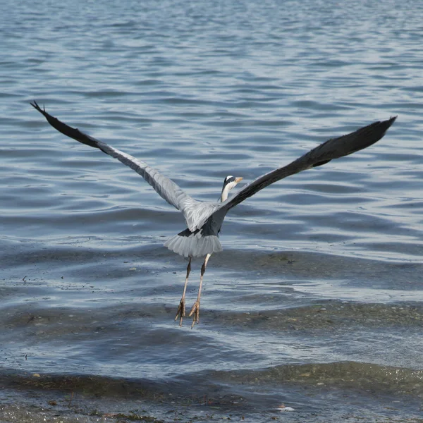 Cenevre Gölü Kıyısında Bir Göl Kahramanı — Stok fotoğraf