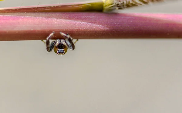 Une Jolie Petite Araignée Aux Grands Yeux Suspendue Une Longue — Photo